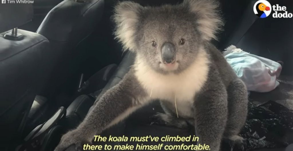 호주에서 더운 여름날에 차문을 열고 있으면 생기는 일.gif | 인스티즈