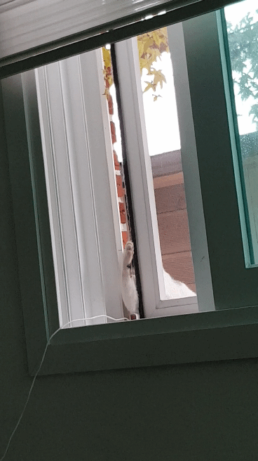 길냥이가 창문열고 들어오는거 목격했읍니다 | 인스티즈