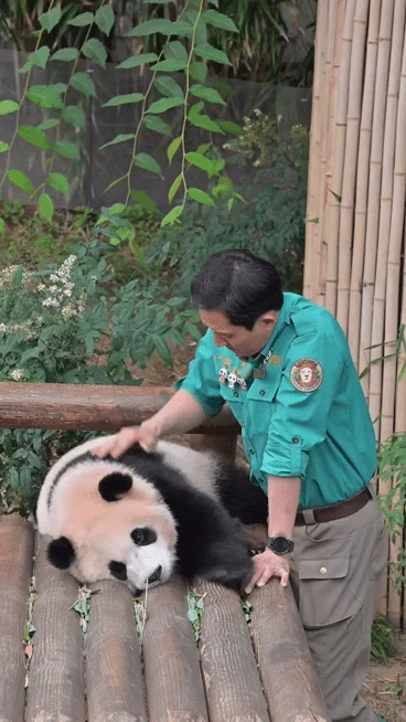 후이바오🐼 킹받게 놀리는 송바오 | 인스티즈