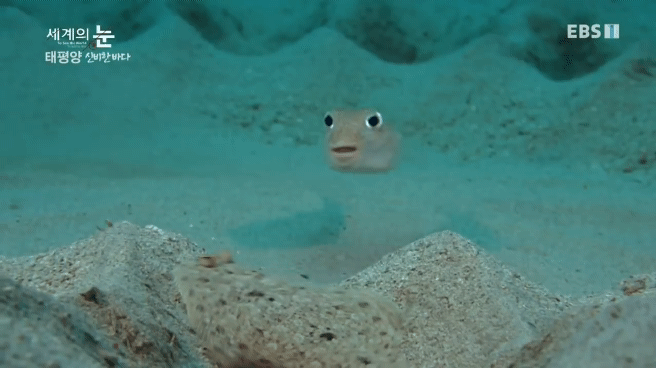 정말 흥미로운 과학자들이 12년만에 밝혀낸 바다속 신비한 문양의 비밀.jpgif | 인스티즈