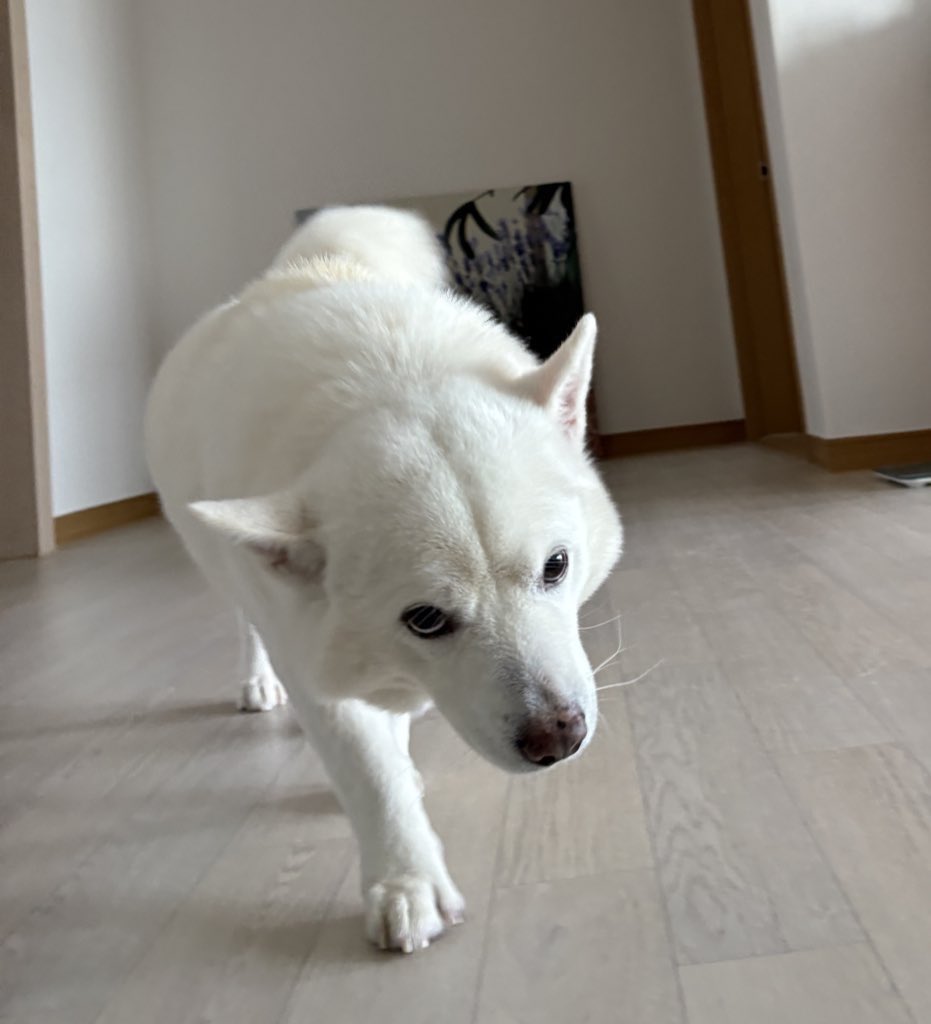 머리가 만져질 것을 기대하며 걸어오는 강아지의 모습.twt | 인스티즈