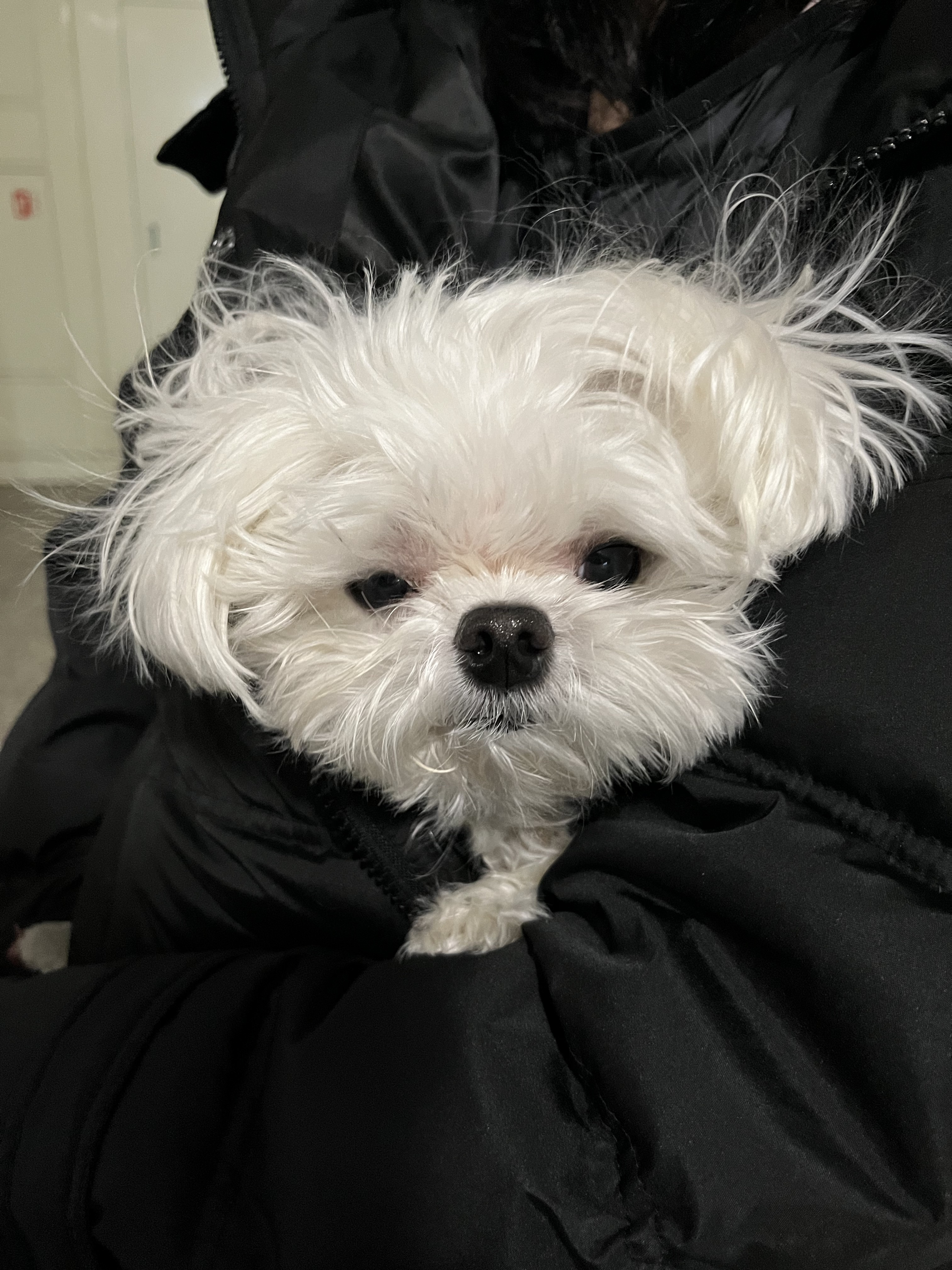 우리집 강쥐 진짜 웃긴데 친구가 동물농장 제보감이래 제보할까? | 인스티즈