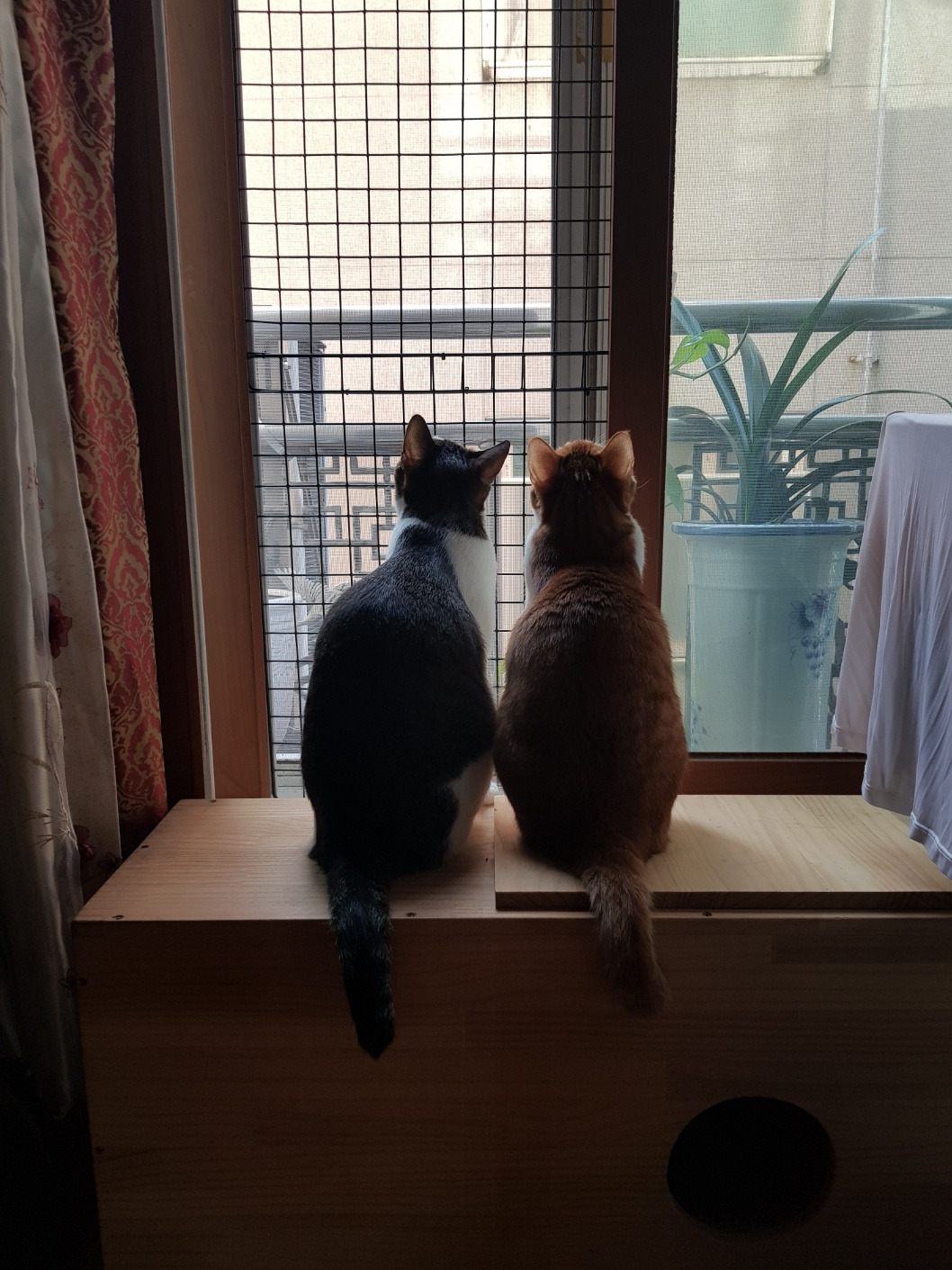 코시국에 재택하다가 고양이를 만났는데.. | 인스티즈