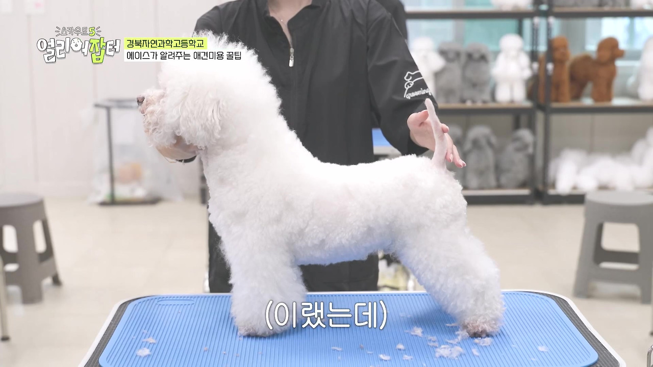 반려동물 키우는 사람들한테 도파민 터지게 만들었다는 한 고등학교 | 인스티즈