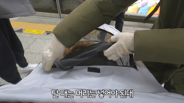댕카 타고 지하철 타는 댕댕이.gif | 인스티즈