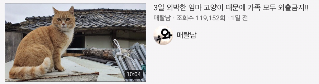 [매탈남] 시간 약속 기가막히게 지키는 천재 고양이 | 인스티즈