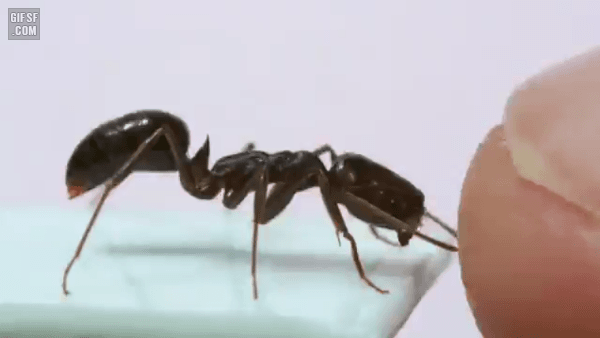 인간을 공격하는 무시무시한 개미 | 인스티즈
