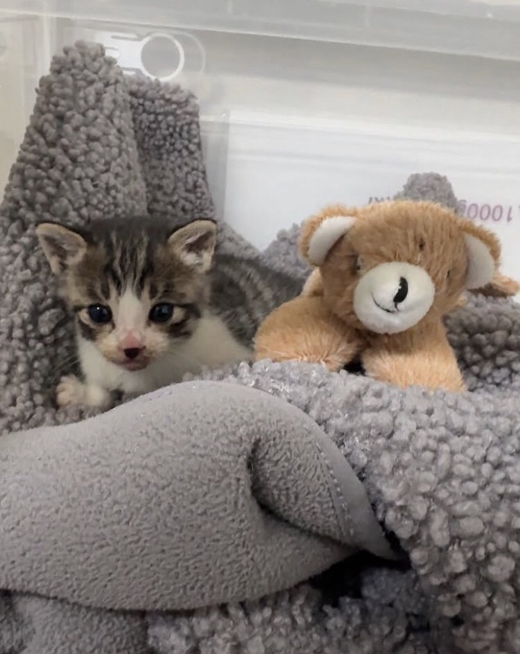 왜 새끼고양이들은 지능이없게생겼는지 궁금한달글.jpg | 인스티즈