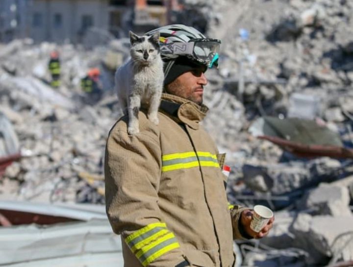 건물잔해 더미에서 129시간 만에 구조된 뒤 구조대원 곁 한시도 떠나지 않는다는 고양이 | 인스티즈