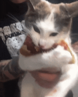 피자 물고 도망가다 잡힌 고양이 | 인스티즈