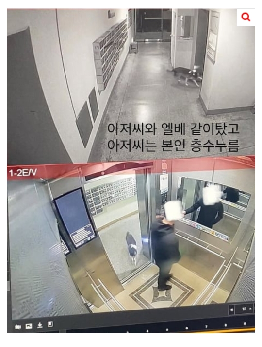 [네이트] 개가 혼자 엘리베이터 타고 집까지 찾아옴 | 인스티즈