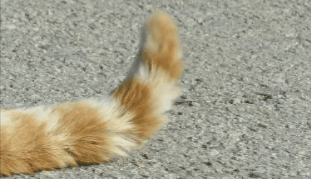 [hahaha] 뚱땅이 걸음걸이가 정말 특이하다는걸 한눈에 알아볼수있는 짤🐾 | 인스티즈