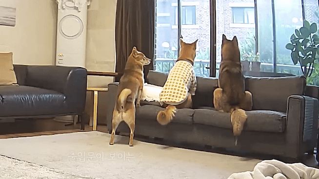 집에 강아지들끼리만 남겨졌을때 | 인스티즈