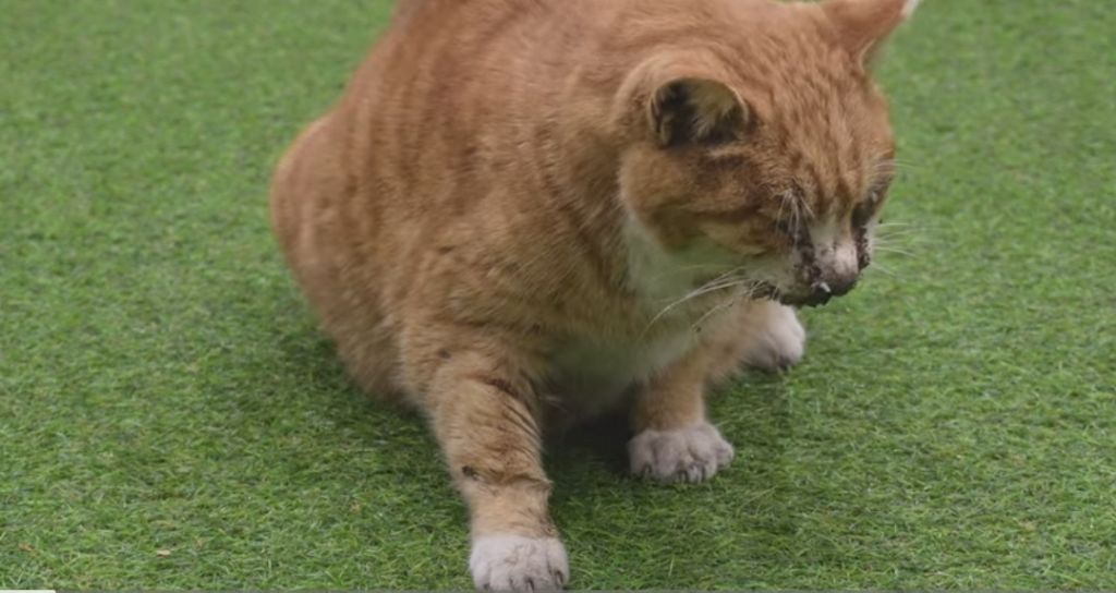 얼어 죽어가는 길냥이 구조한 캠퍼 | 인스티즈