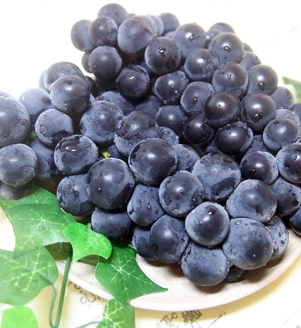 샤인머스켓으로 농가들이 다 갈아타서 더 소중해진 과일 | 인스티즈