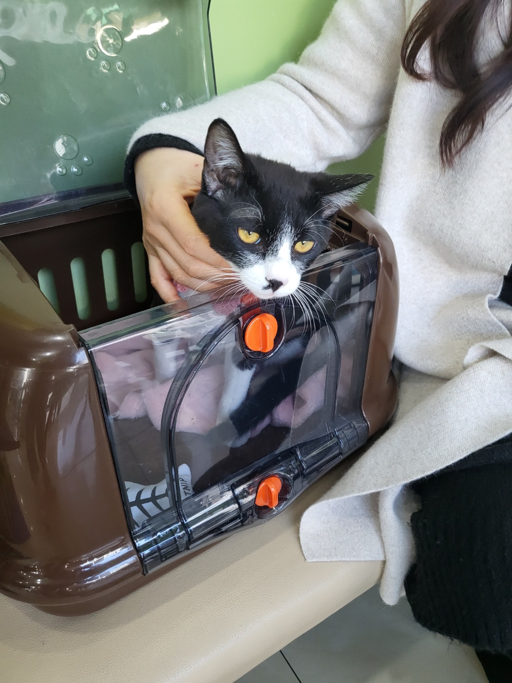 고양이는 안검하수면 어떡하나요 | 인스티즈