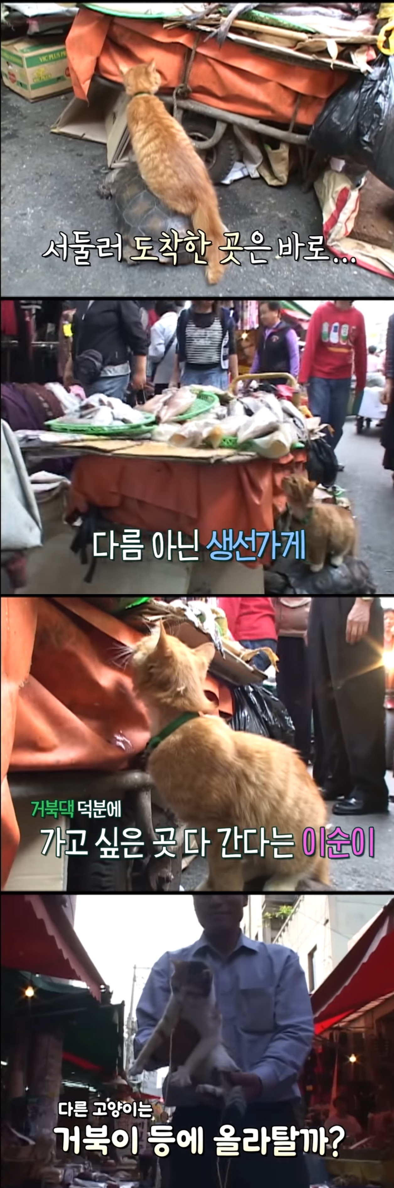 고양이 타고 다니는 거북이.gif | 인스티즈