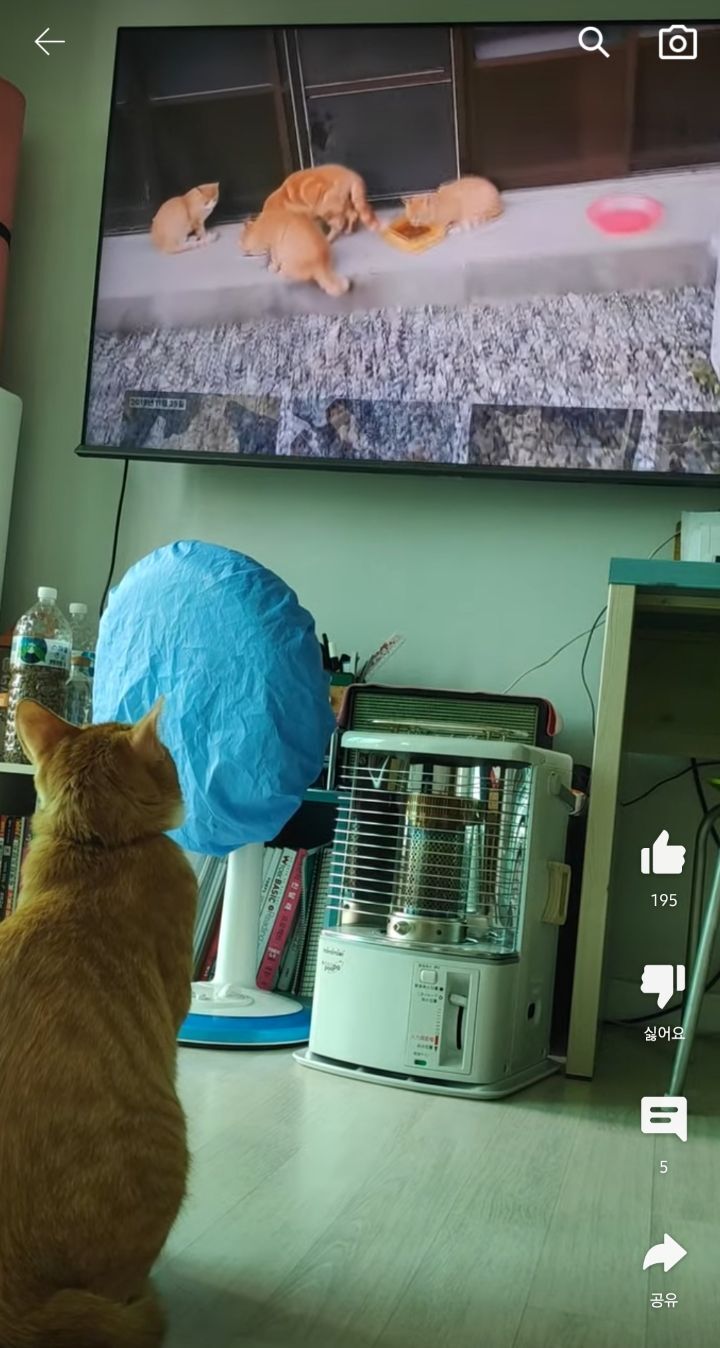 고양이들이 매탈남 유튜브 집중해서 본다는게 신기한 달글ㅋㅋ | 인스티즈