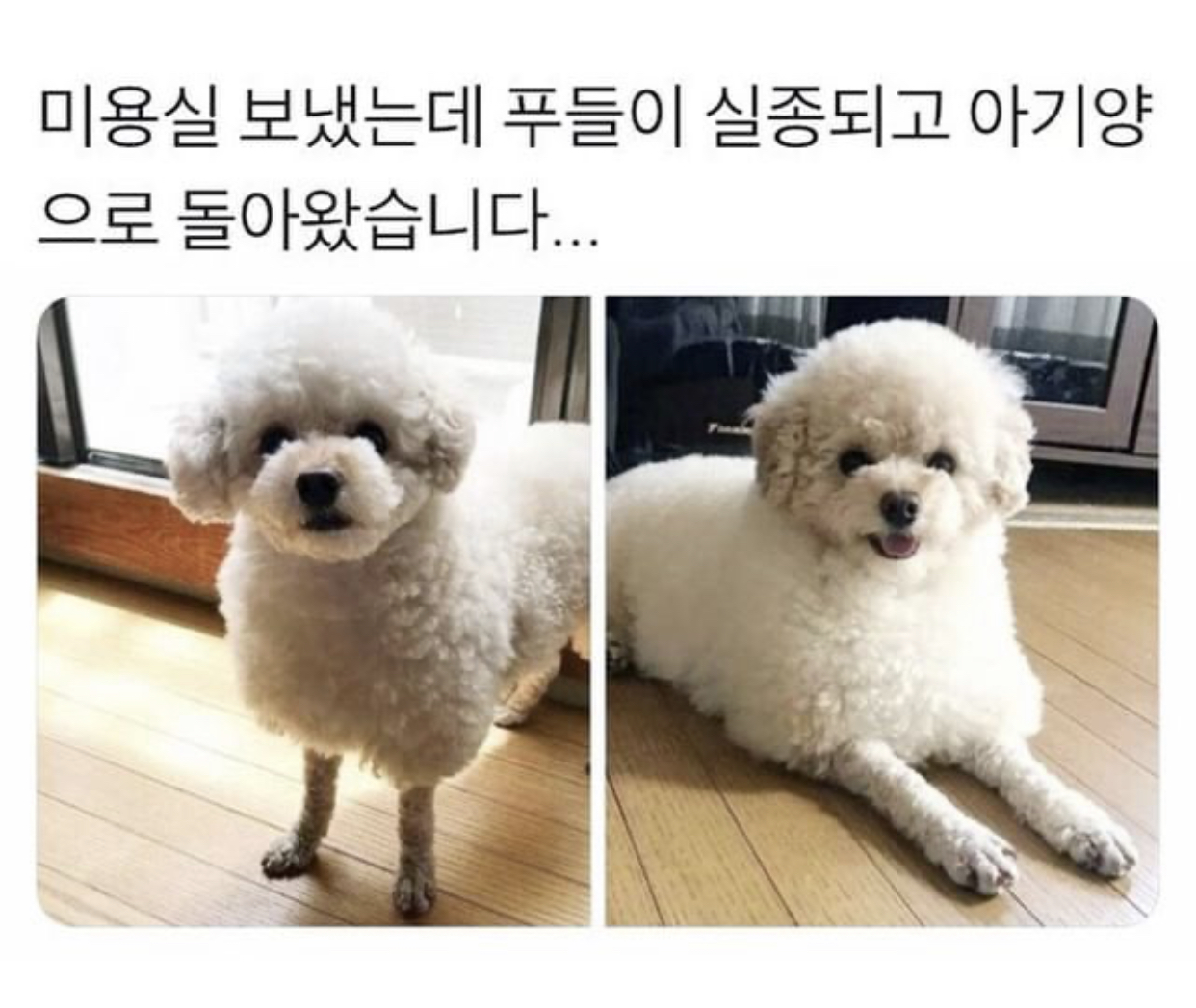 미용실 보냈는데 푸들이 실종되고 아기양으로 돌아왔습니다... | 인스티즈