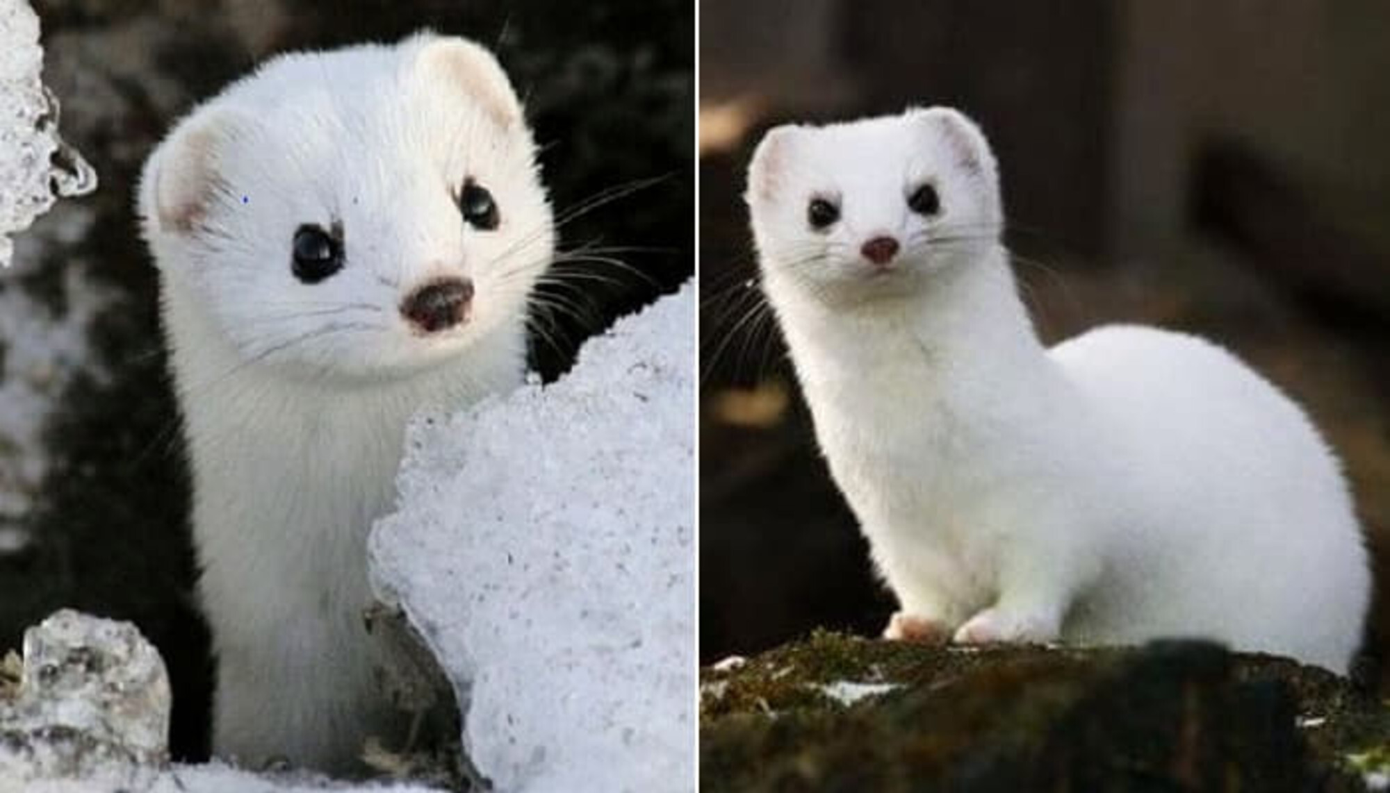 귀여운 외모와 달리 세상에서 제일 성격 나쁘다는 흰담비.jpg | 인스티즈