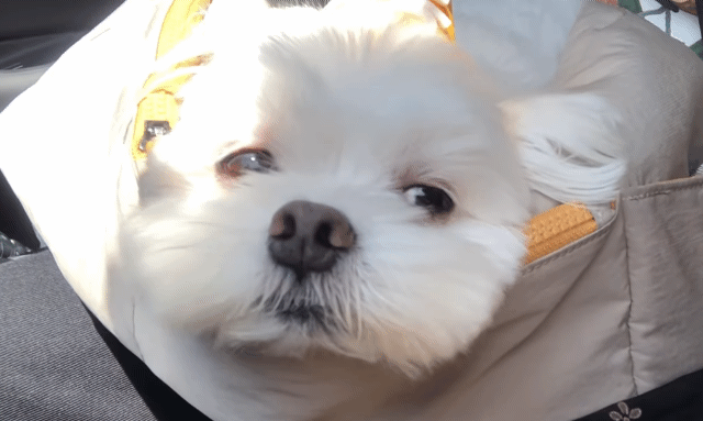 생일이 뭔진 모르겠지만 아무튼 신난 재롱이 | 인스티즈