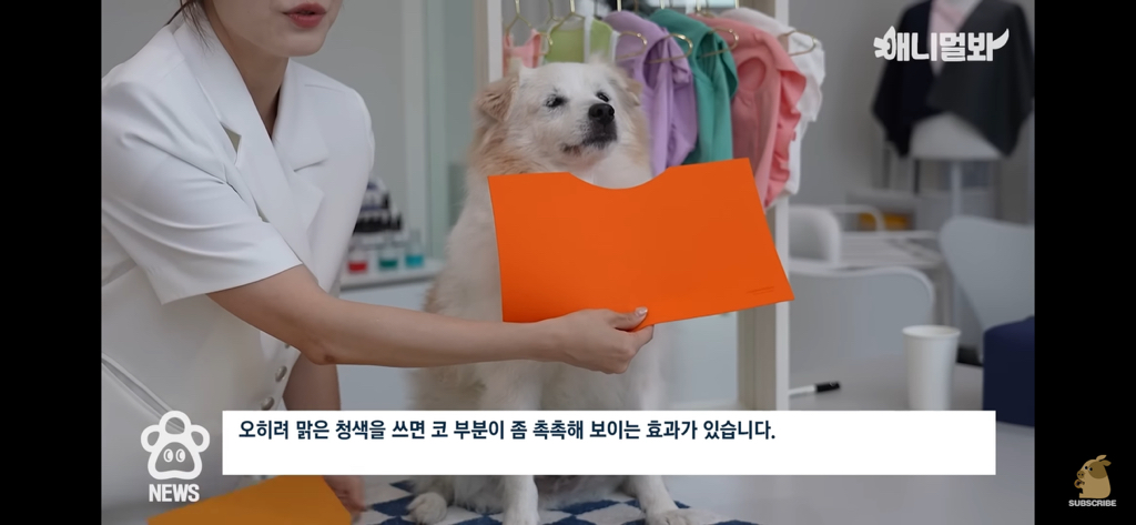 퍼스널컬러 진단 받는 댕댕이들 | 인스티즈