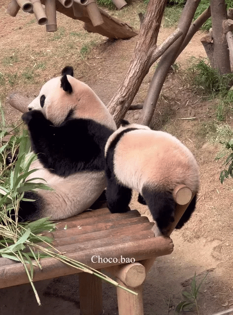 감자다리 후이바오🐼 | 인스티즈