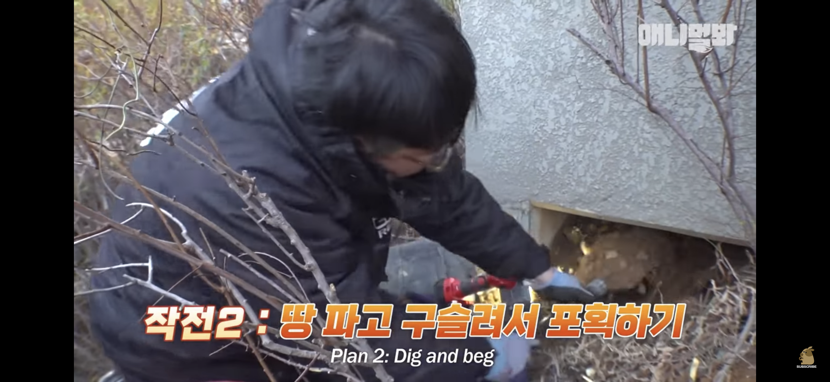 경기도 김포시 마송 휴먼시아 10단지 아파트내에 집단으로 유기된 노르웨이숲 고양이 | 인스티즈