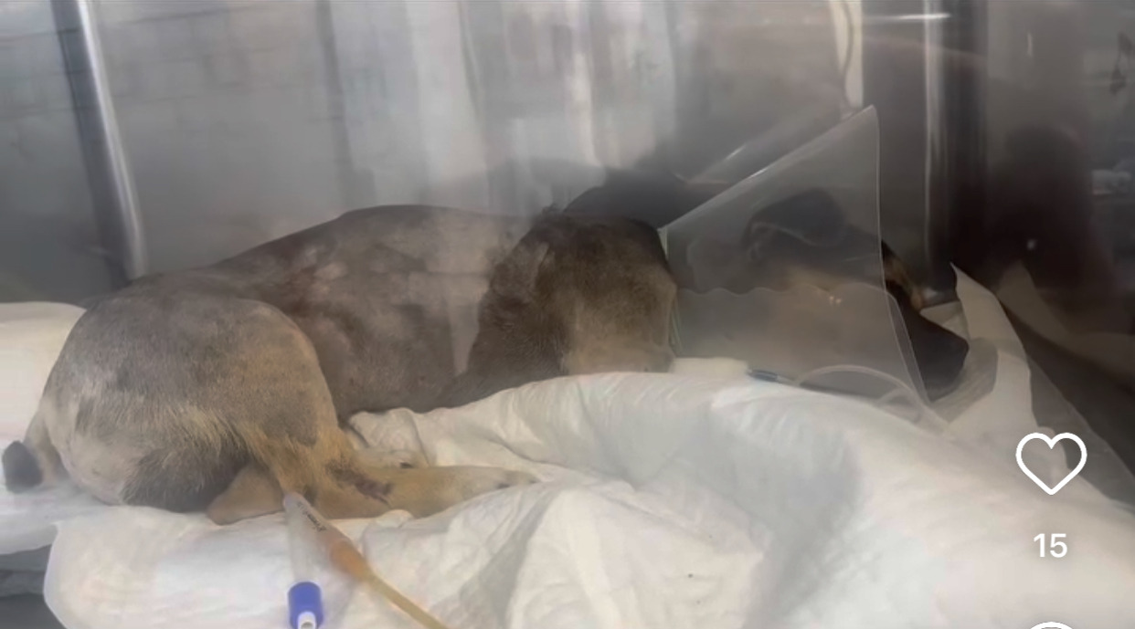 어느 고등학생 눈에 띈 교통사고 당한 유기견 근황 | 인스티즈