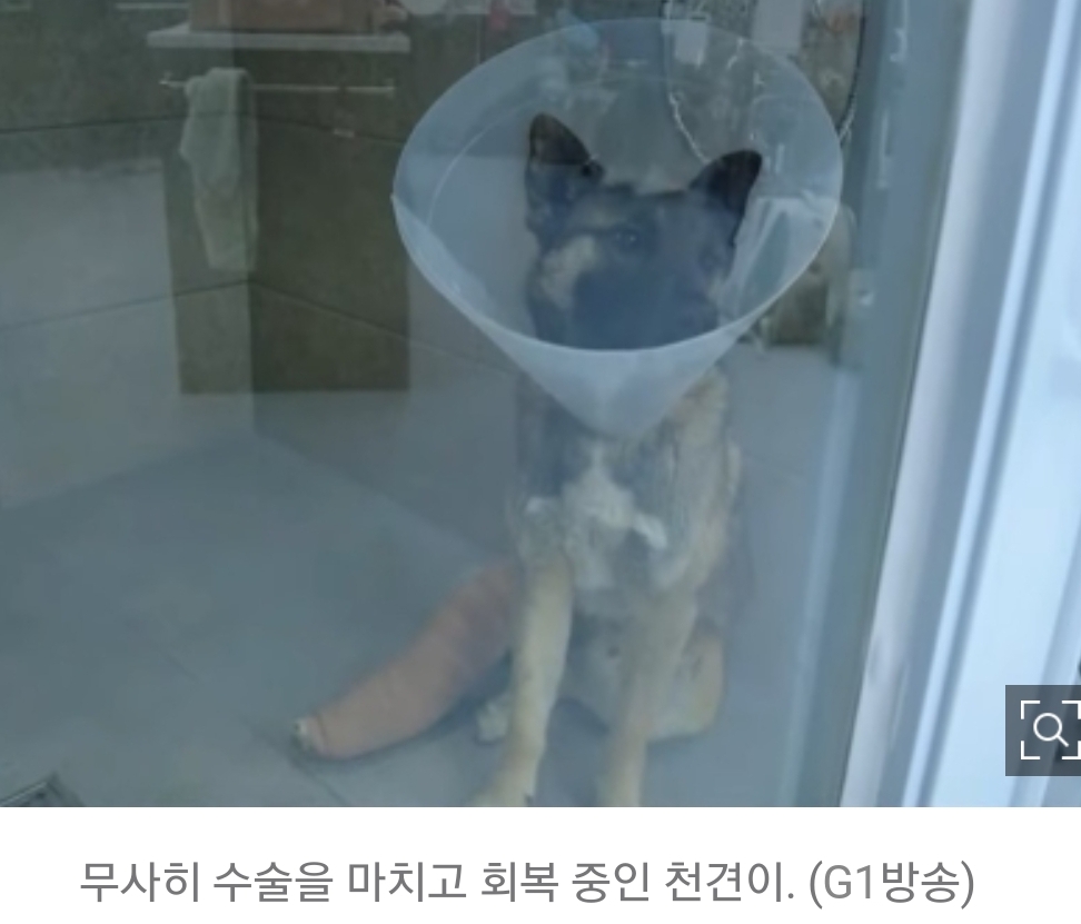 홀몸노인 반려견, 수술비 없어 죽음 기다리다…'우연한 만남' 회사원이 쾌척 | 인스티즈
