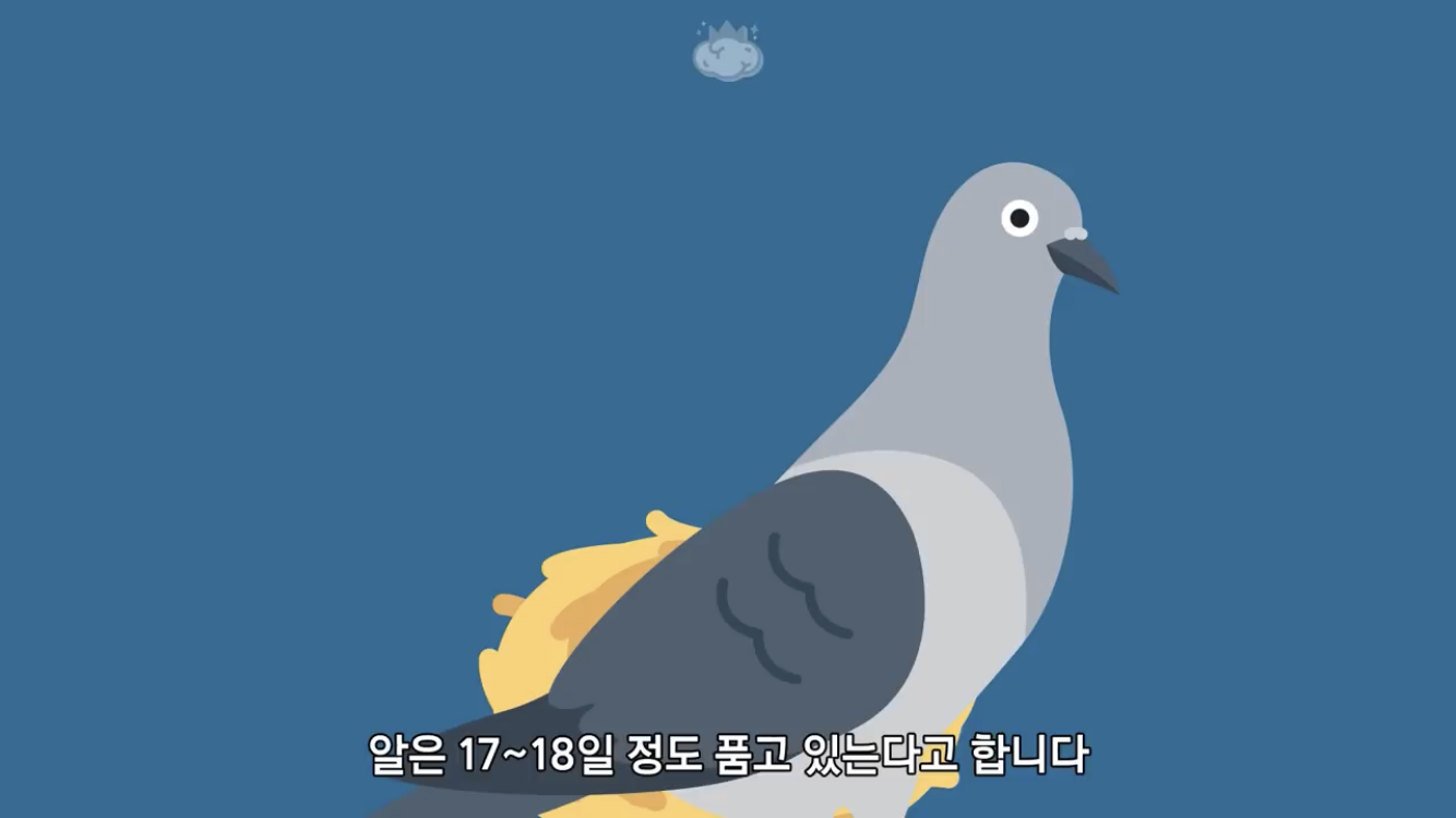 거리에 비둘기가 이렇게 많은데 왜 새끼 비둘기는 안 보일까? | 인스티즈