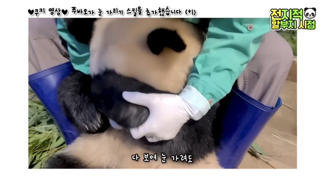 푸바오가 눈 가리기 스킬을 추가했습니다(+1)🐼 | 인스티즈