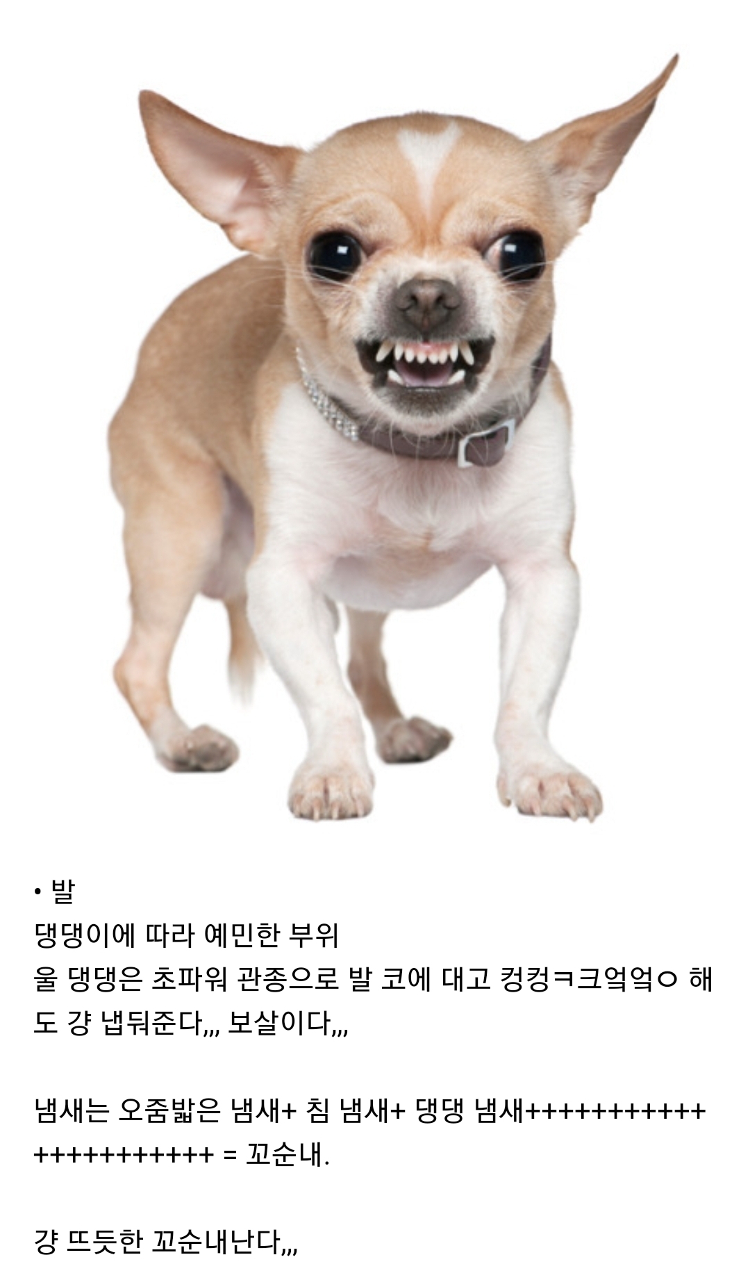 강아지 부위별 냄새 특징(주관적 주의) | 인스티즈