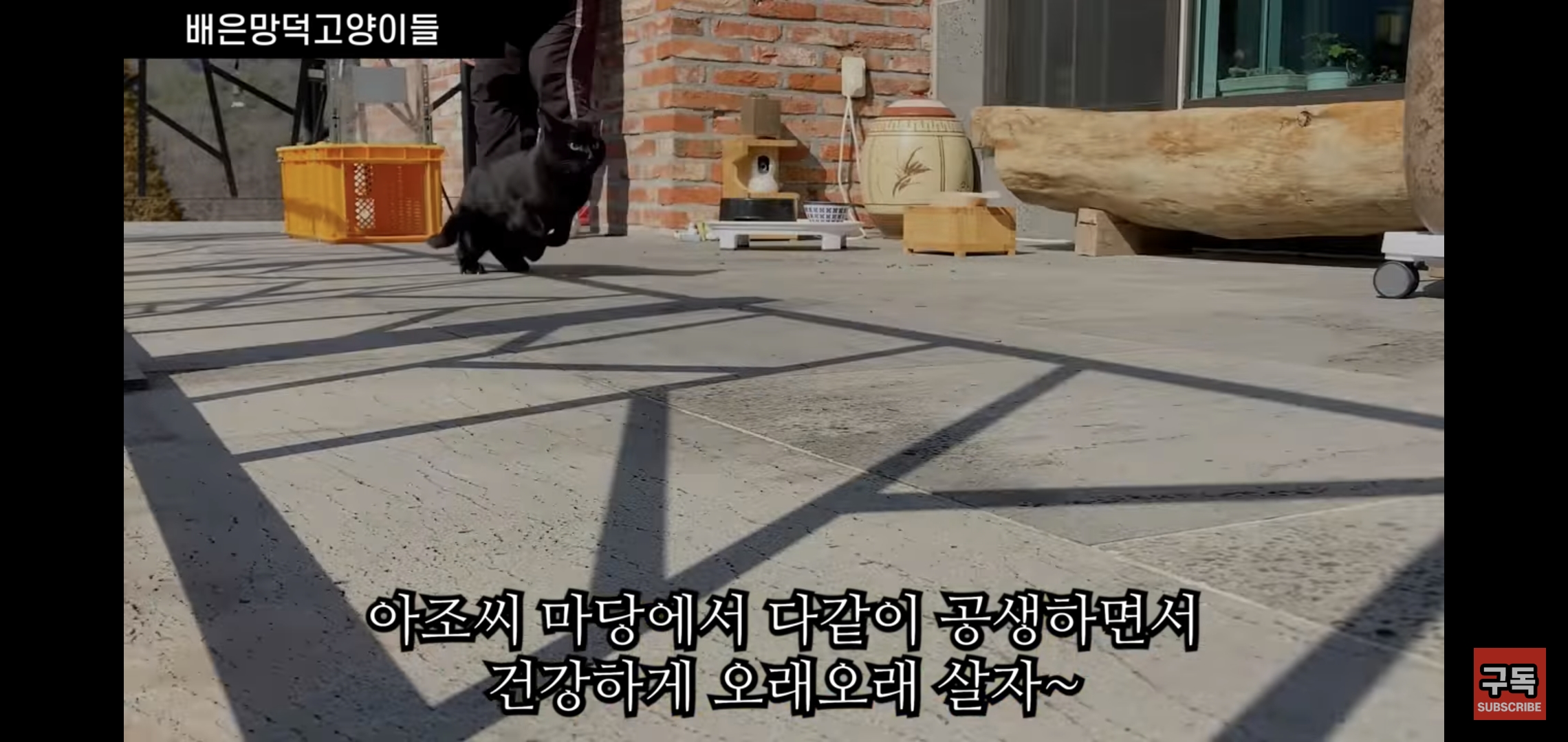 집 마당에 고양이가 나타나는 족족 다 잡아버리는 유튜버..jpg | 인스티즈