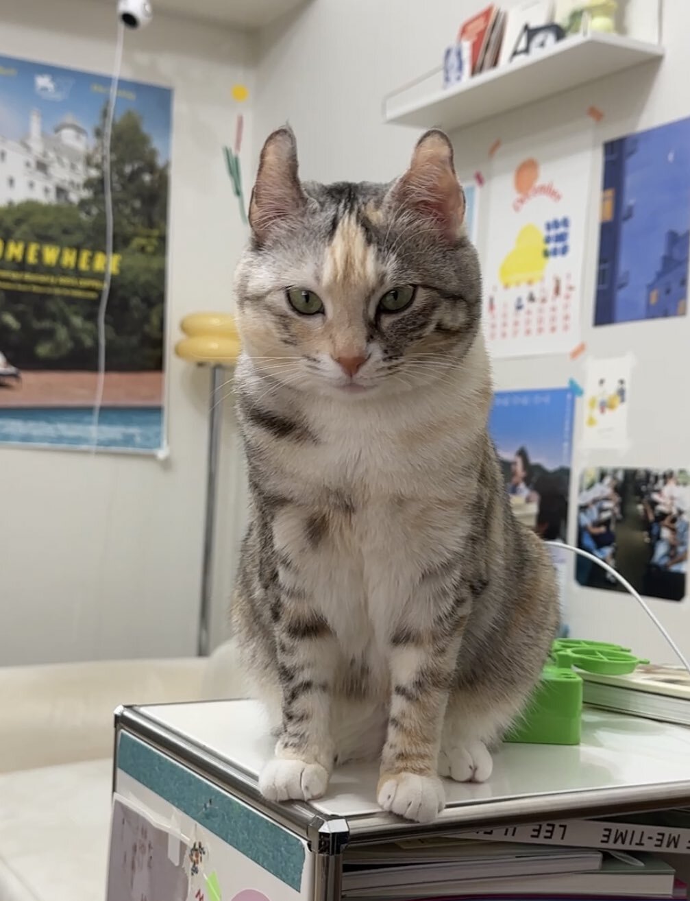 귀가 진짜 토끼같은 트위터 고양이.jpg | 인스티즈