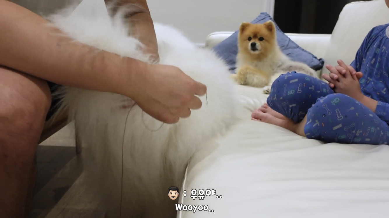 사모예드와 흔들리는 이 뽑는 법 | 인스티즈