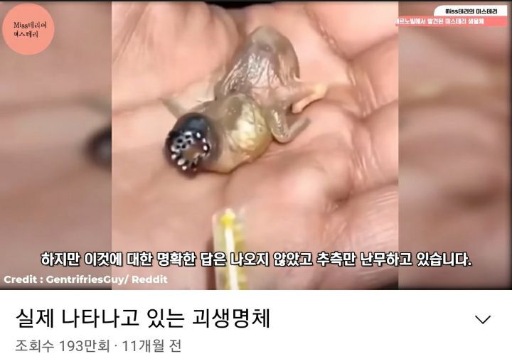 기괴하게 생겼다고 괴생명체로 오해까지 받은 호금조 새끼 (놀람 주의) | 인스티즈