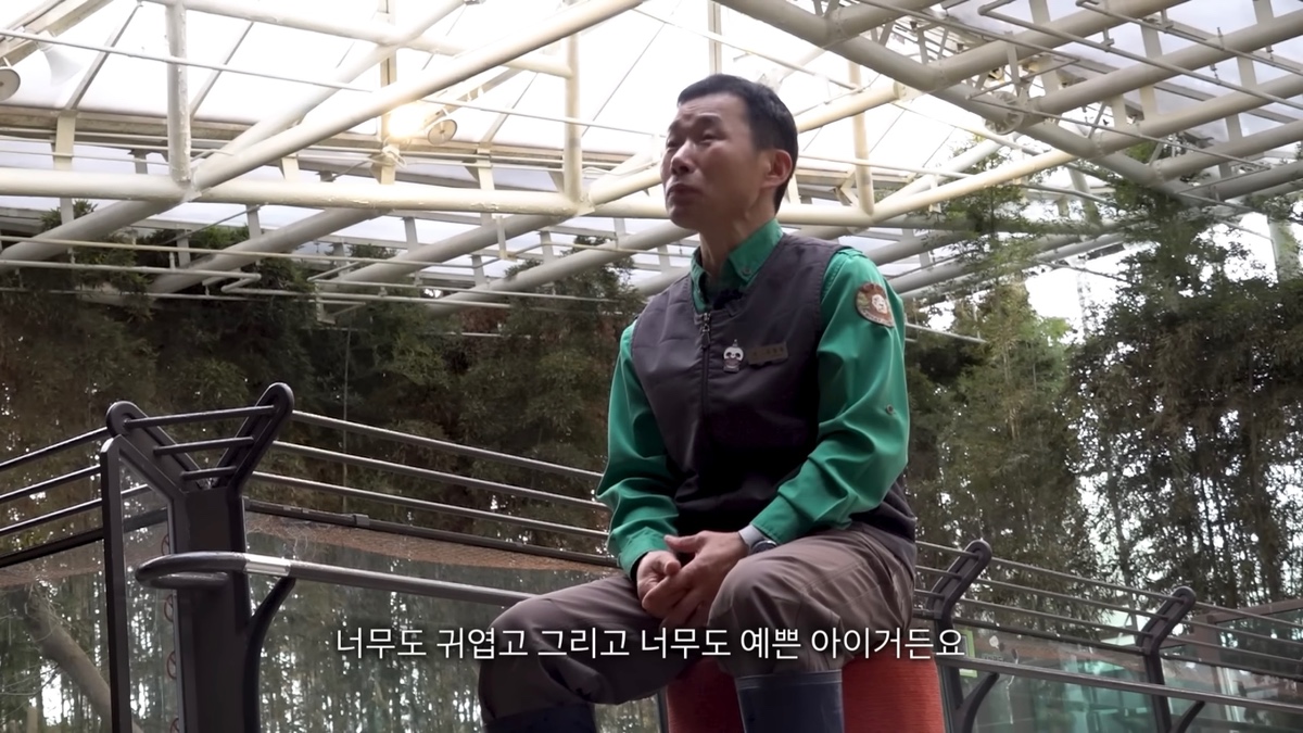강바오가 중국 사육사에게 보내는 영상편지 (오열주의) | 인스티즈