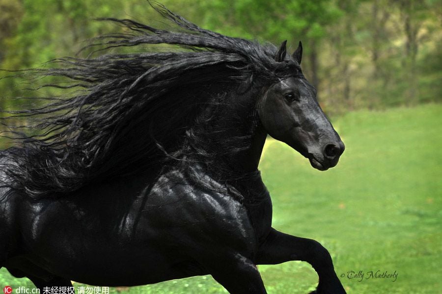 주인피셜 자기가 잘생긴거 알고있는것 같다는 검은색 말.jpg | 인스티즈