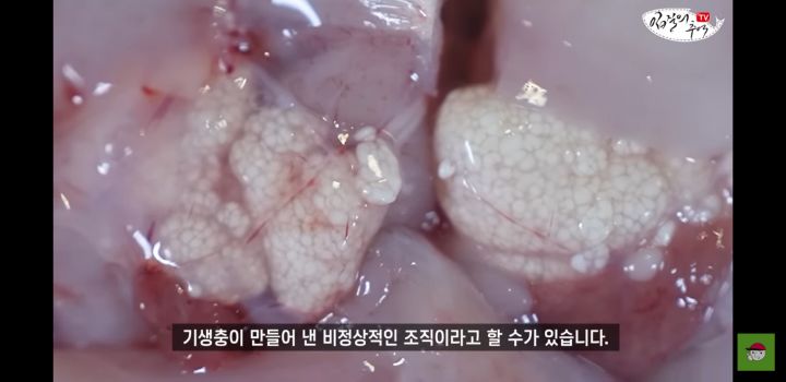 아귀 알인줄 알았는데 알고보니 기생충?.youtube | 인스티즈