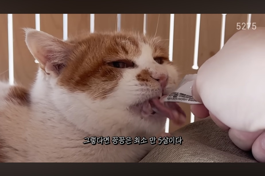 꽁꽁얼어붙은 한강위를 걷는 고양이는 몇살일까? | 인스티즈