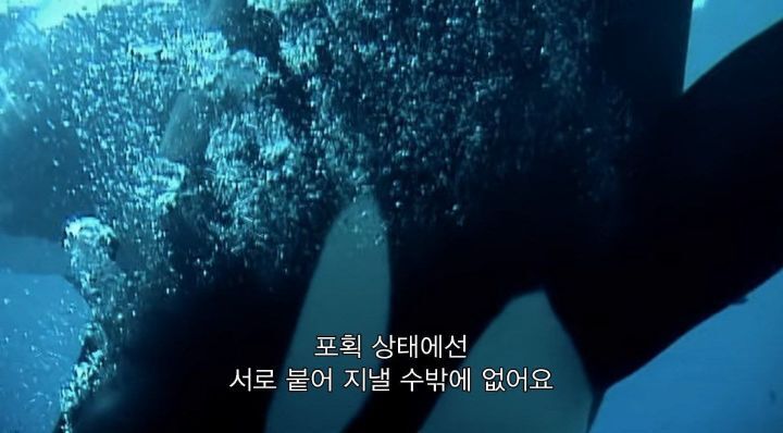 어느날 소방서에 고래가 조련사를 잡아 먹었다는 신고가 들어왔다 .jpg (스압주의) | 인스티즈