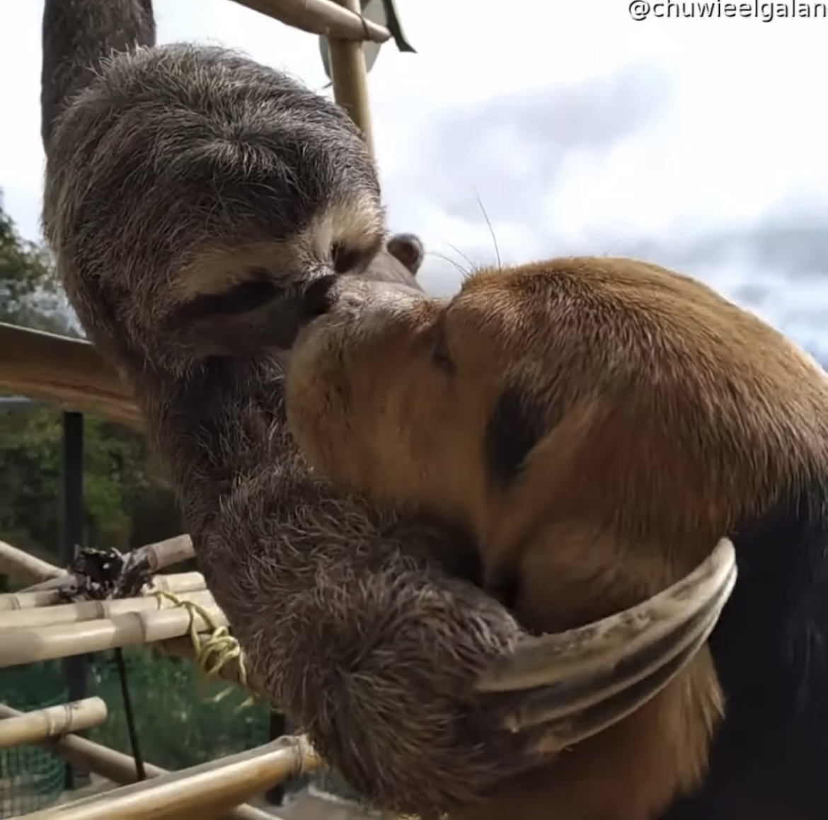강아지가 좋은 나무늘보 | 인스티즈