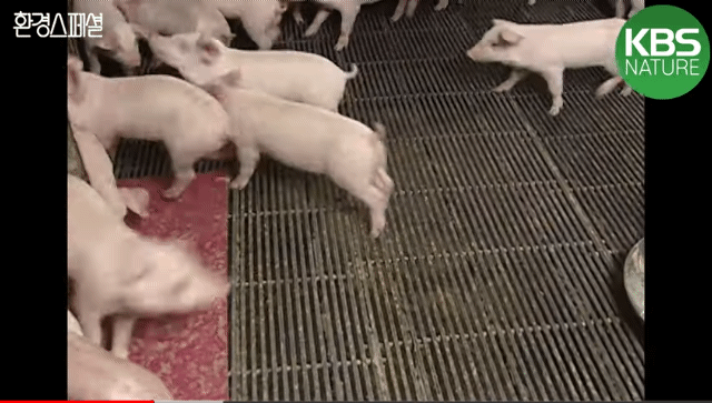 태어나자마자 바쁜 아기 돼지 (혐오주의) | 인스티즈