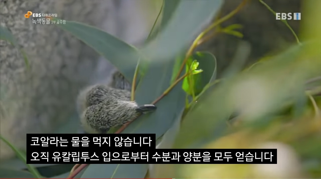 🐨 새끼 코알라랑 뽀뽀하면 안되는 이유 🐨 | 인스티즈