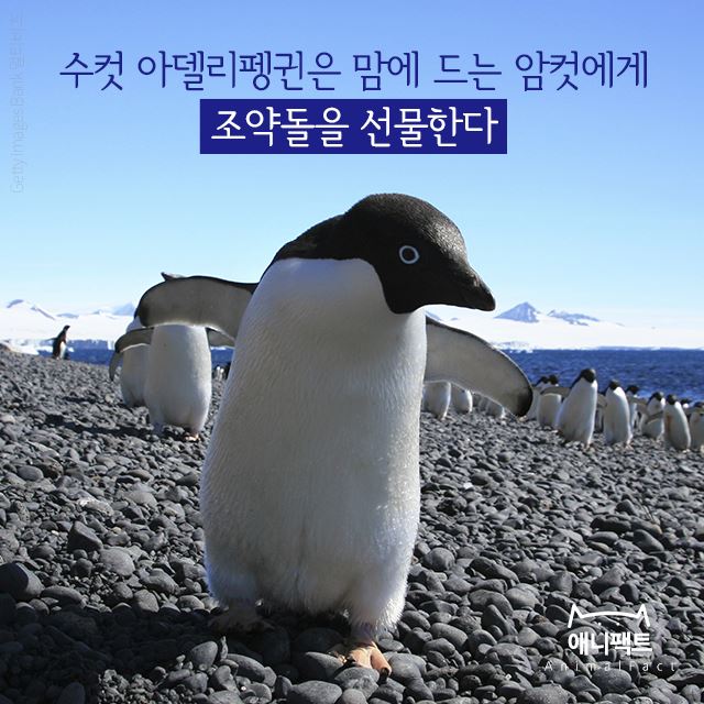 수컷 아델리 펭귄은 맘에 드는 암컷에게 조약돌을 선물한다 | 인스티즈