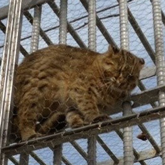 철망 사이에 끼어 괴로워보이는 칡.jpg | 인스티즈