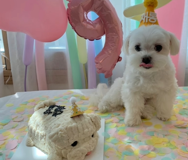 생일이 뭔진 모르겠지만 아무튼 신난 재롱이 | 인스티즈