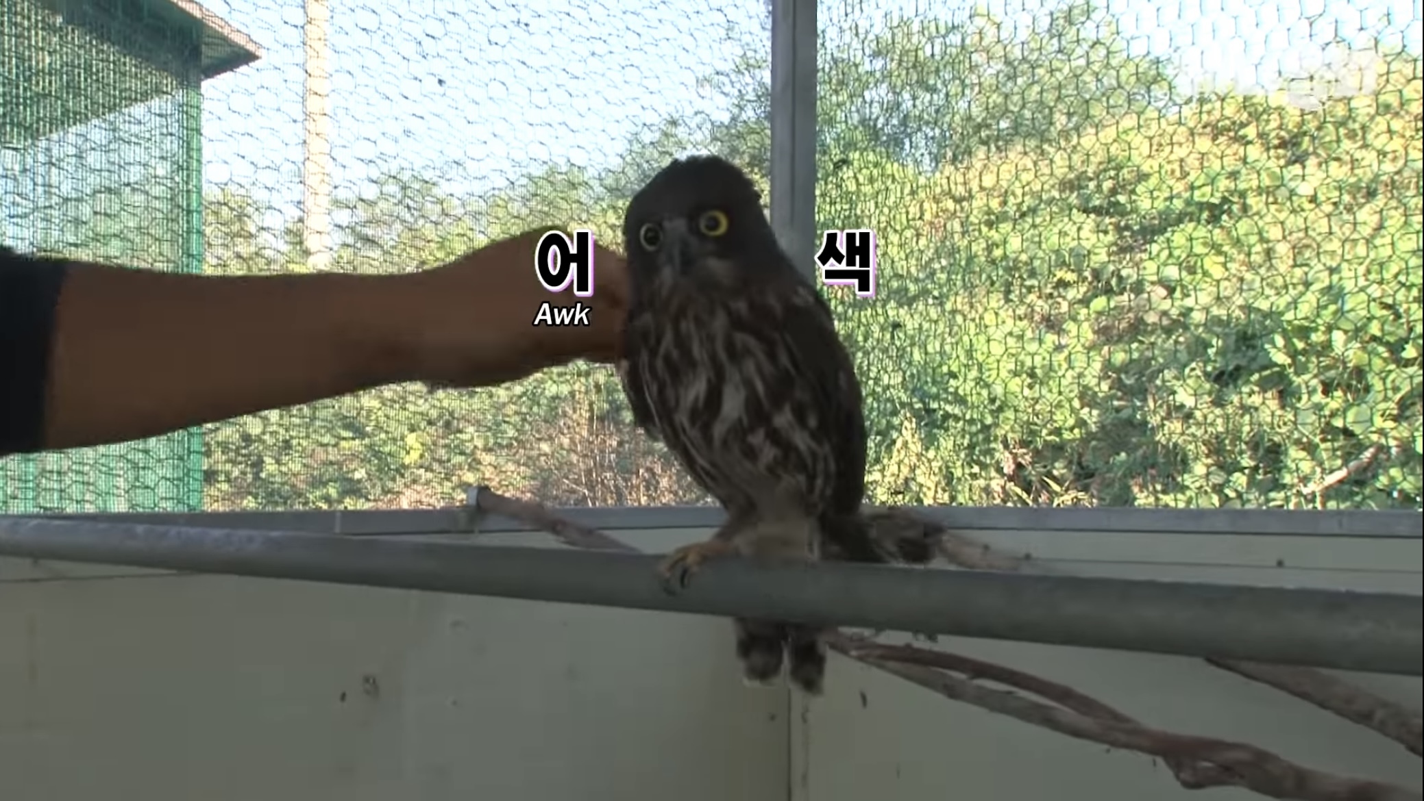 목숨을 구해준 아저씨 곁으로 자꾸 돌아오는 솔부엉이 "수리” 2편 | 인스티즈