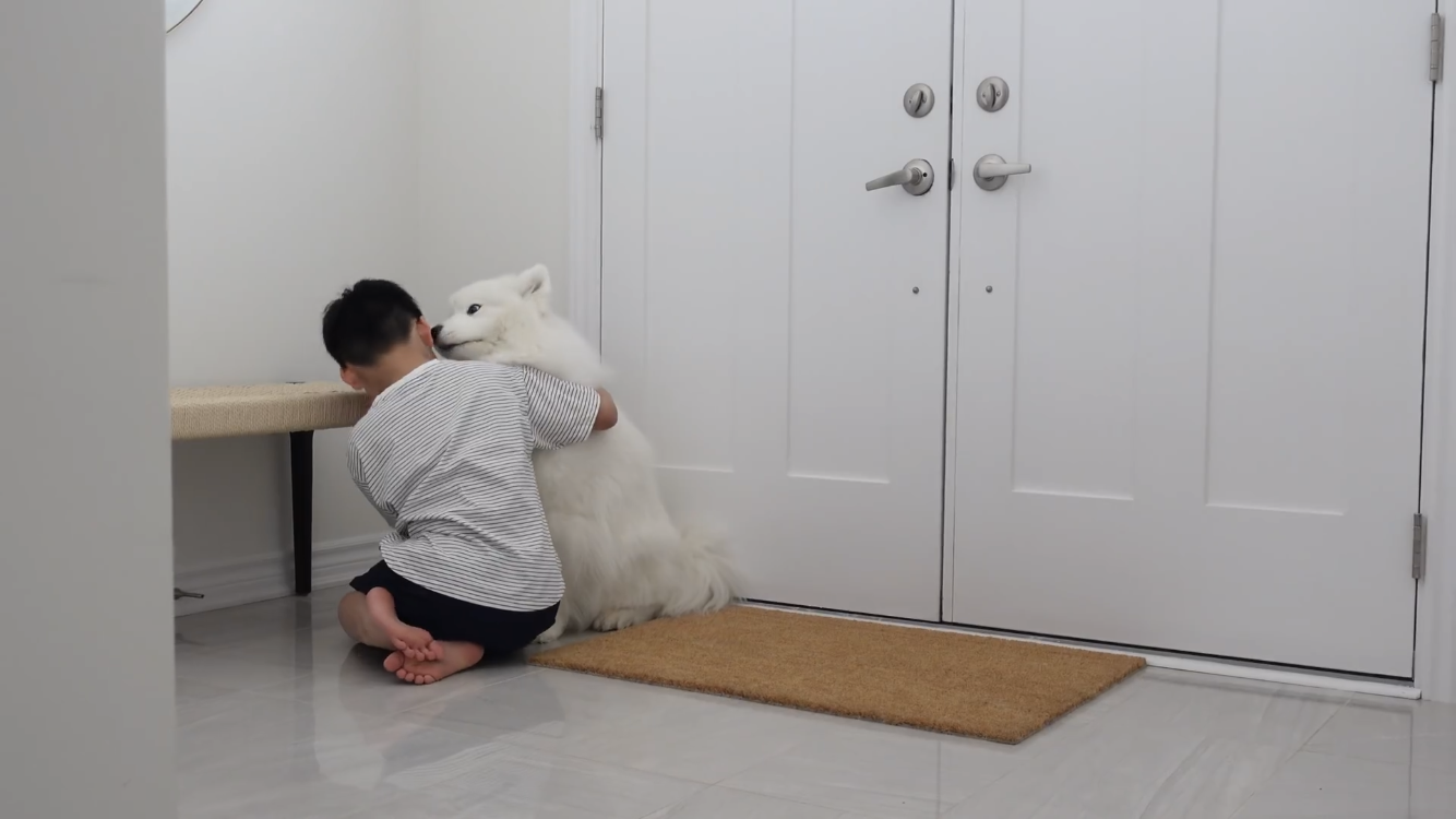 사모예드와 흔들리는 이 뽑는 법 | 인스티즈